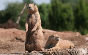Cão-da-pradaria
