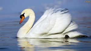 Cisne