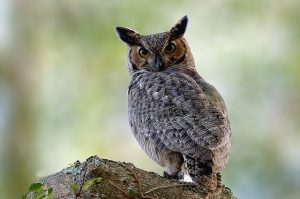Jacurutu