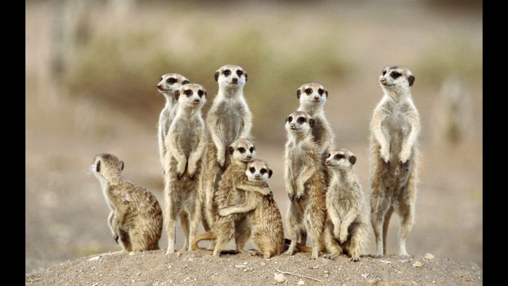 Animais com S Animais com S