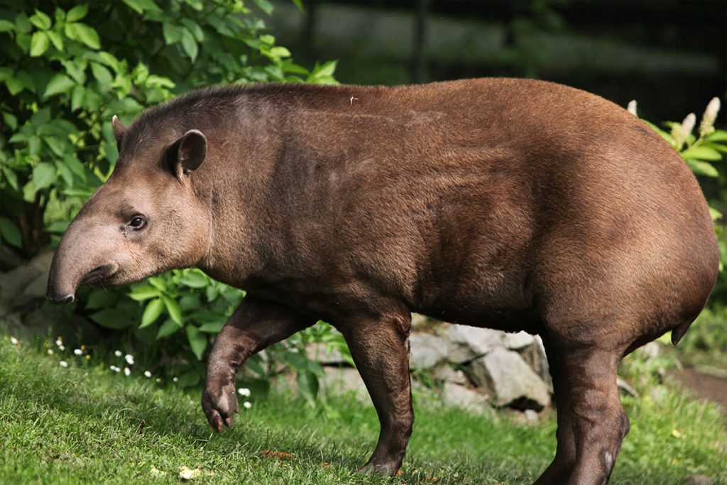 Is A South American Tapir A Mammal