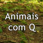Animais com Q