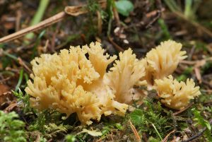 Ramaria flava