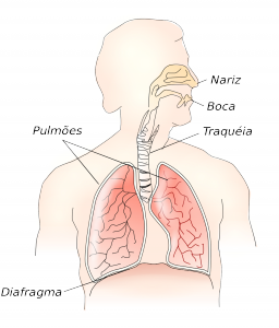 Diafragma