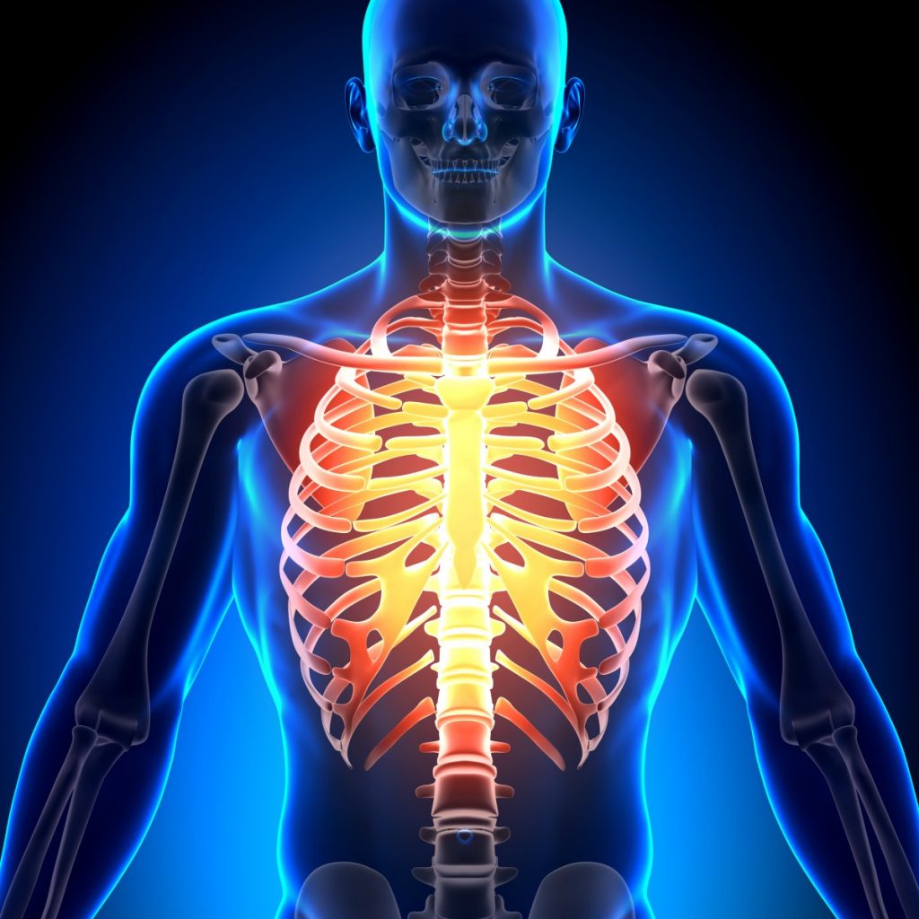 Partes do Corpo com T