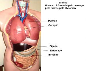 Partes do Corpo com T