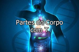 Partes do Corpo com T